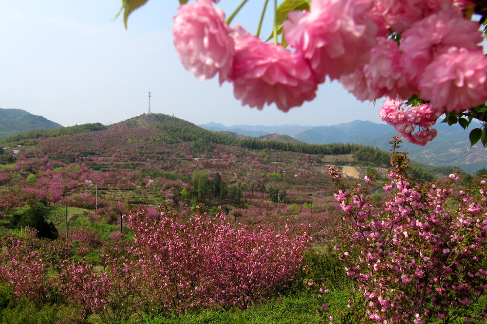 宁波樱花基地图片