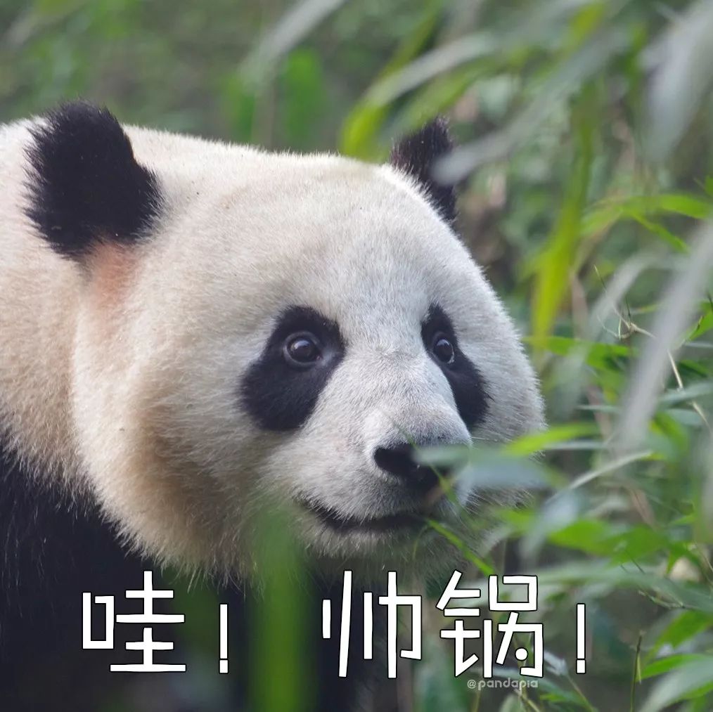 大熊猫卖萌图片表情包图片