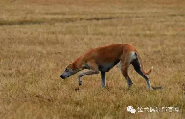 蒙古细犬的生存现状图片