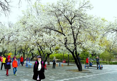 地壇公園,梨花盛開,市民賞花健身,各得其樂.