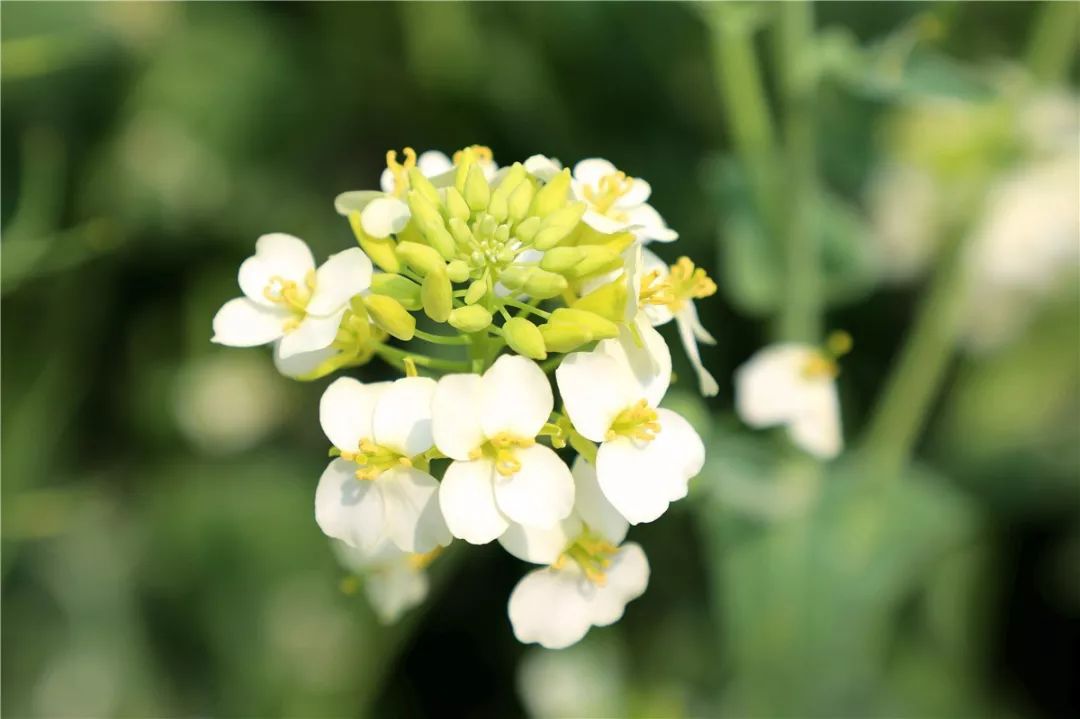 竟然开出了白花菜花盛开的季节嘉定这片油菜花淘气了