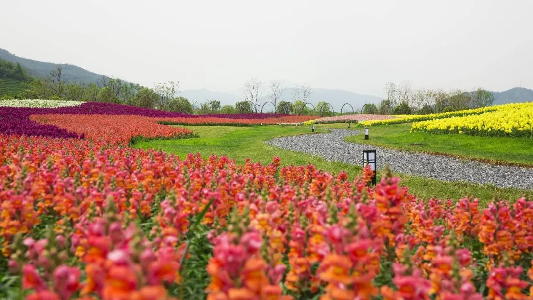 2018餘杭徑山花海帳篷節,七彩花海等你踏青來撒歡兒!