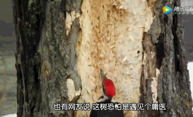 啄木鸟啄树动态图图片