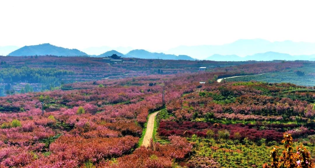 已成行46徒步大岚赏樱环线漫步浪漫樱花岗