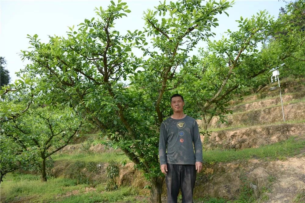 东留镇芙蓉李图片