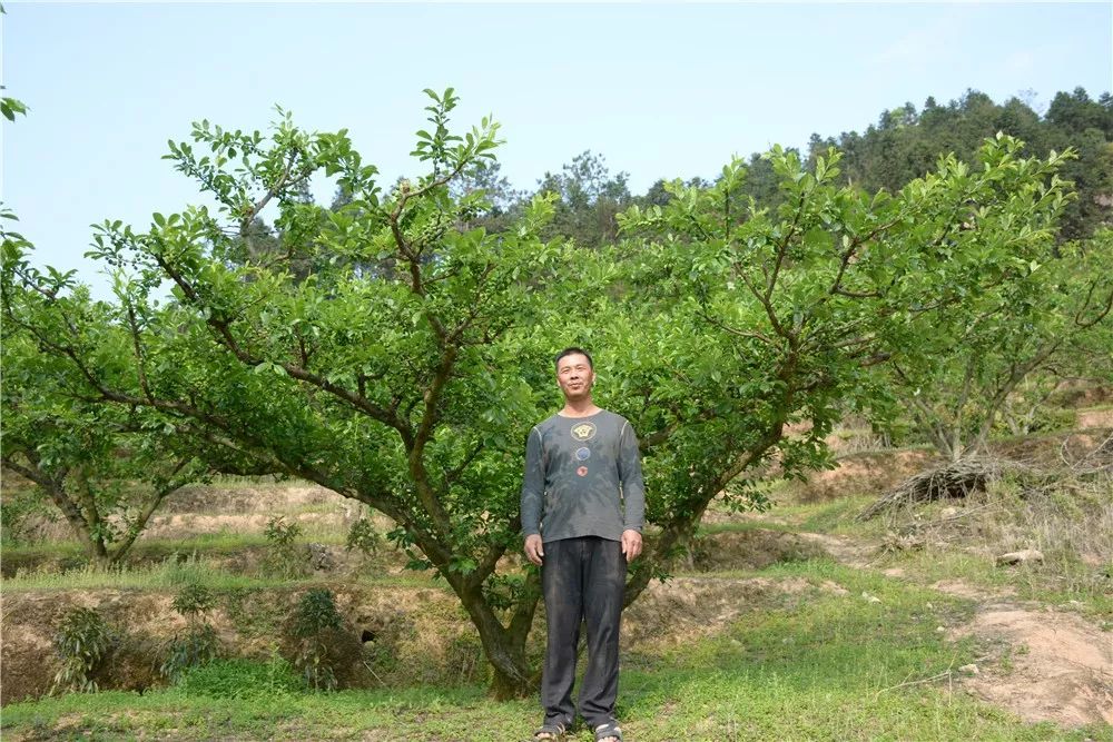 东留镇芙蓉李图片