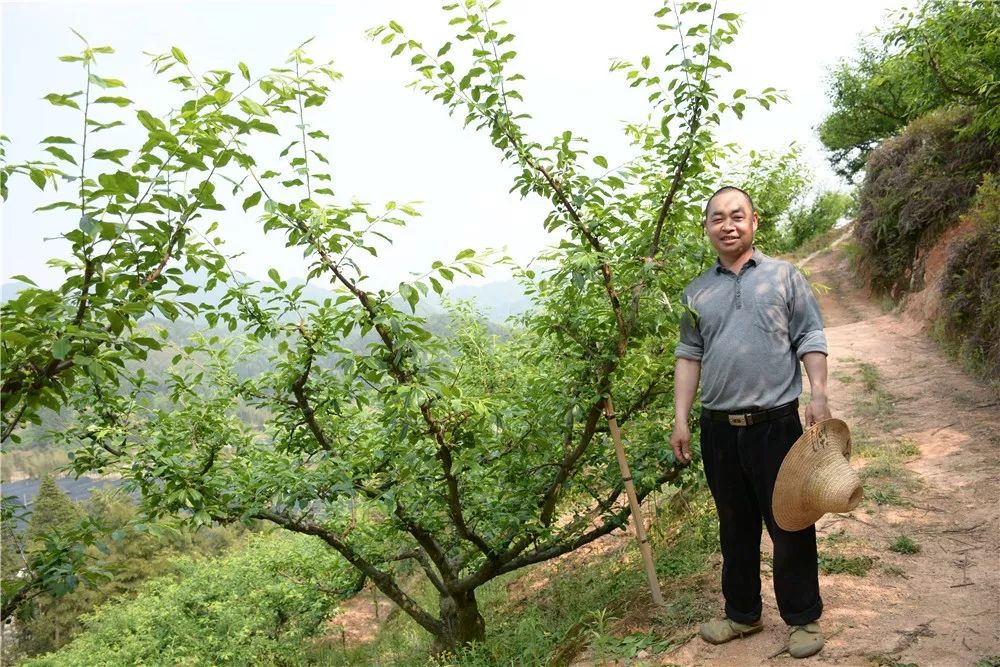 东留镇芙蓉李图片