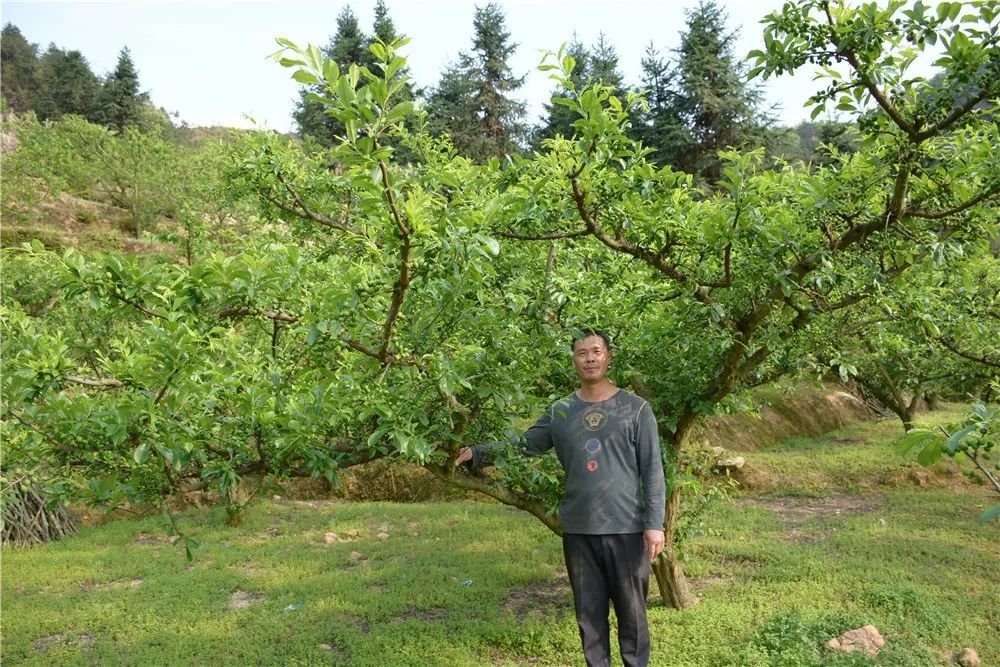 东留镇芙蓉李图片