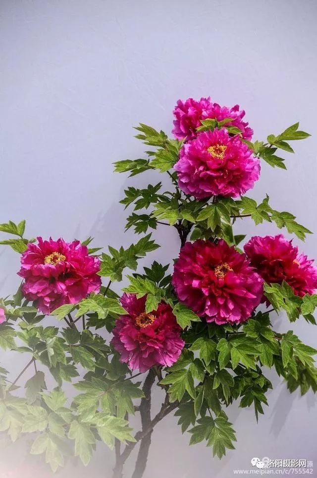 中国代表性花朵图片
