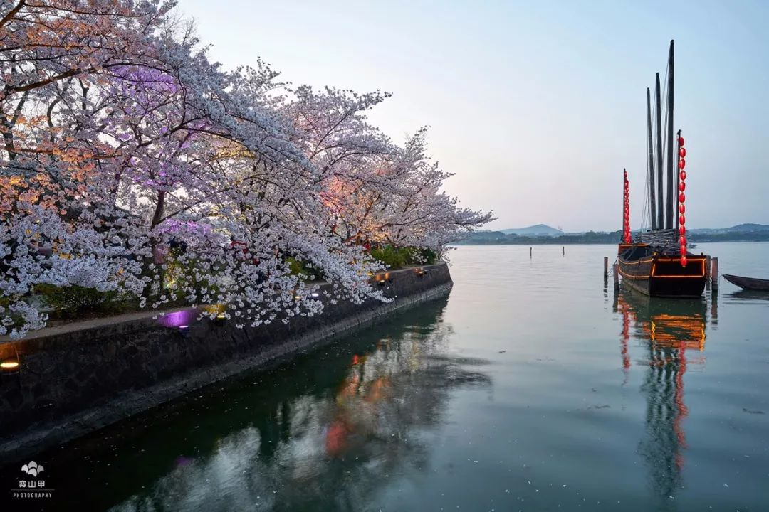 黿頭渚長春花漪景區,變幻的6色led燈把長春橋兩岸的櫻花輝映的五彩