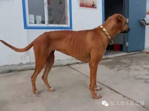 蒙古细犬的性格特征图片