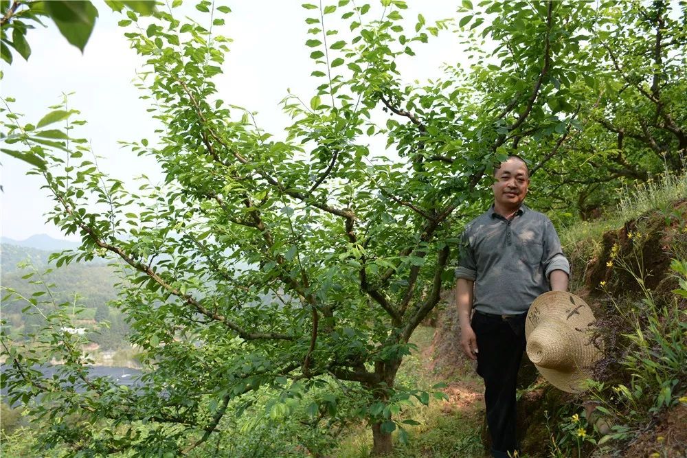 东留镇芙蓉李图片