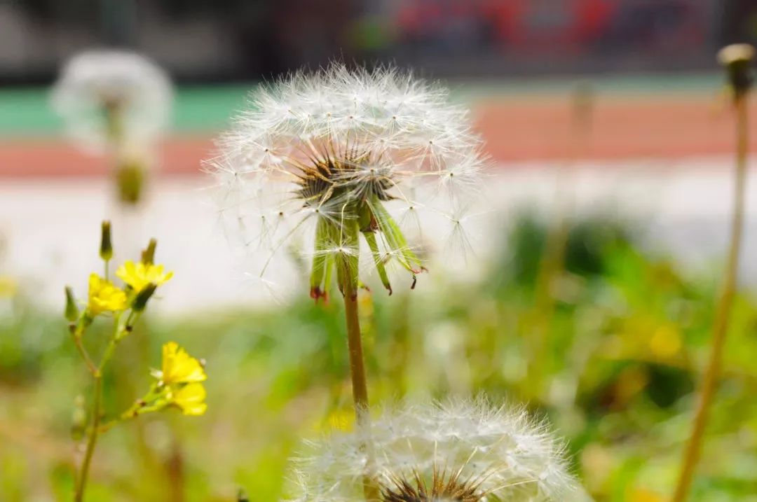 校園悟語 | 蒲公英的啟示