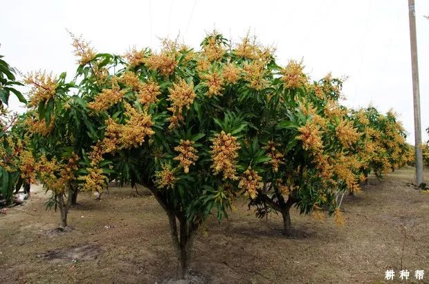 芒果如何提高开花量如何增加芒果花质量