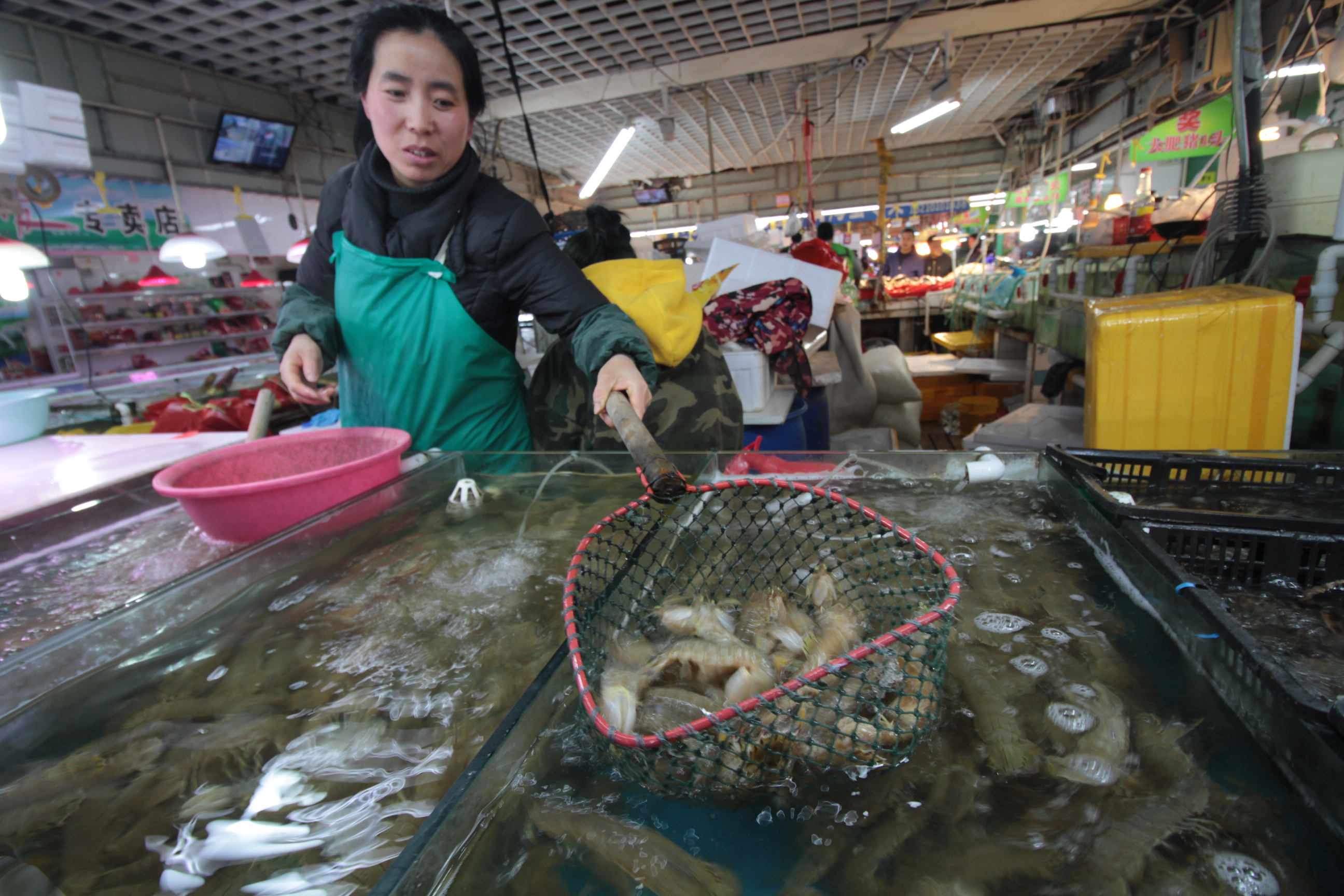 9级大风吹高青岛海鲜市场,平民网红皮皮虾卖出鲍鱼价