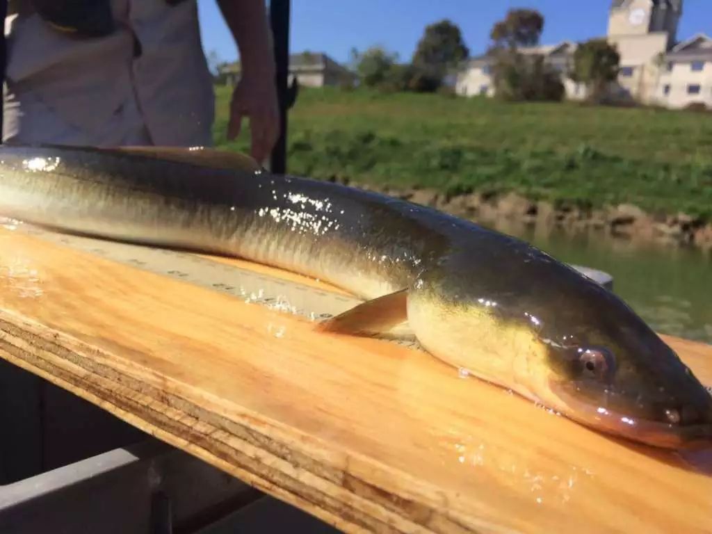 american eel 美洲鰻鱺(圖片來自chron,版權屬於原作者)常見於休斯頓