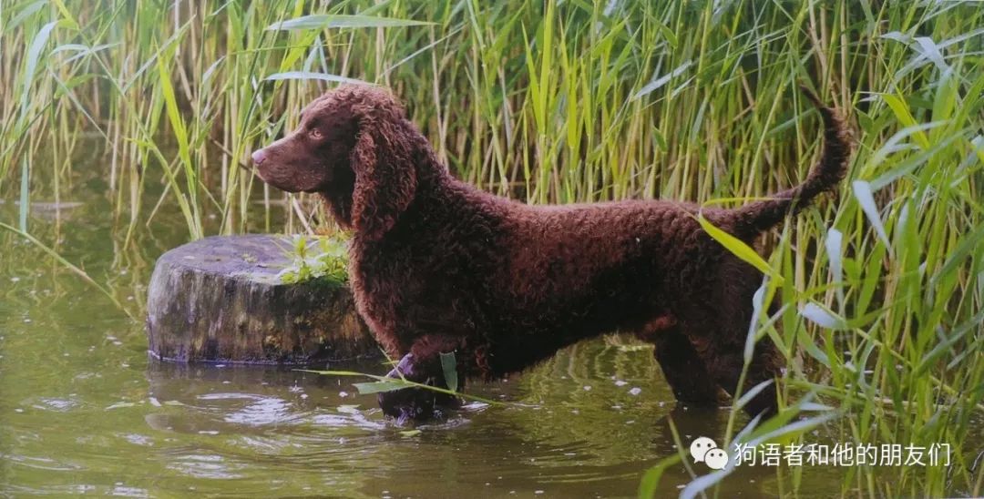 【犬種百科-15-】美國水獵犬(american water spanie