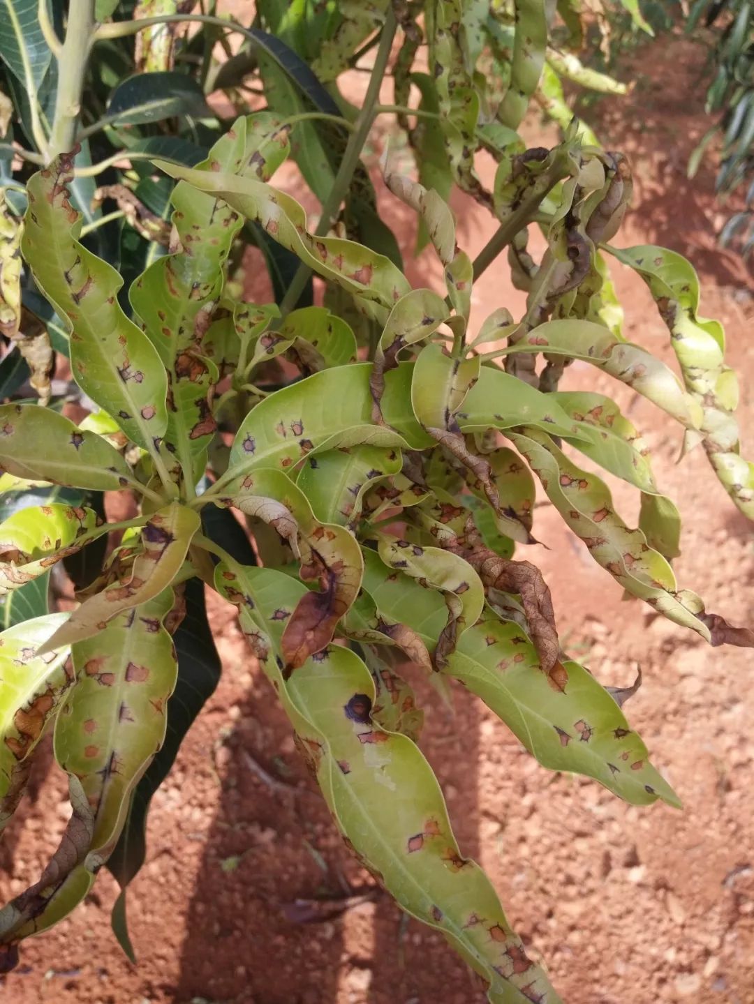 植物炭疽病症状图片