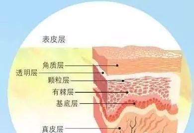 皮脂腺具体位置图片