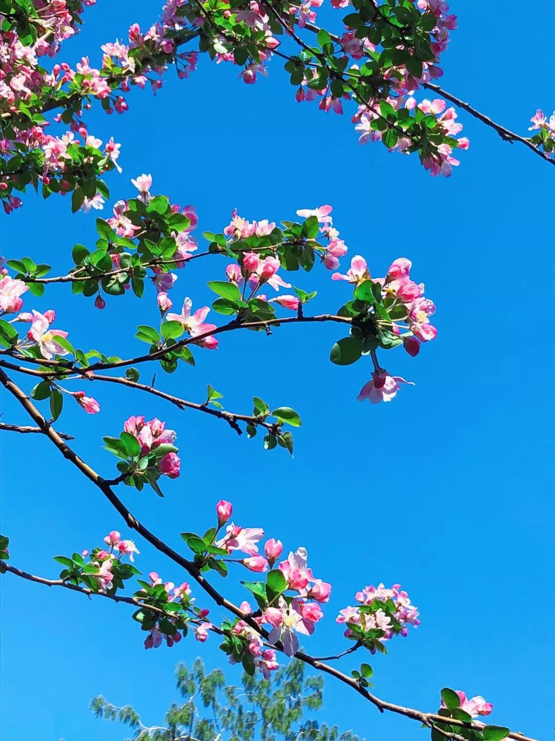 花都开了我在大理道的海棠树下等你来