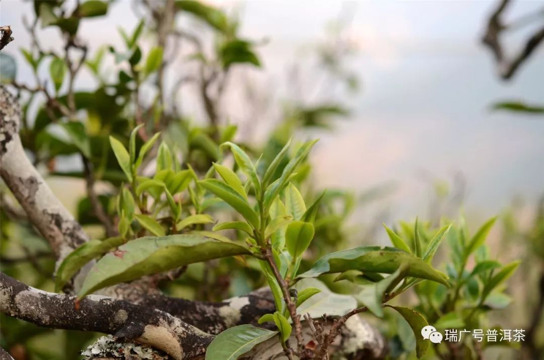 瑞广号2018茶山行第三站丨普洱茶黑马小户赛