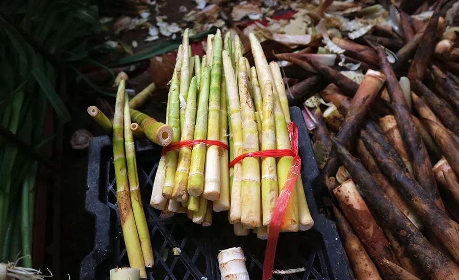 瑞昌小山竹图片