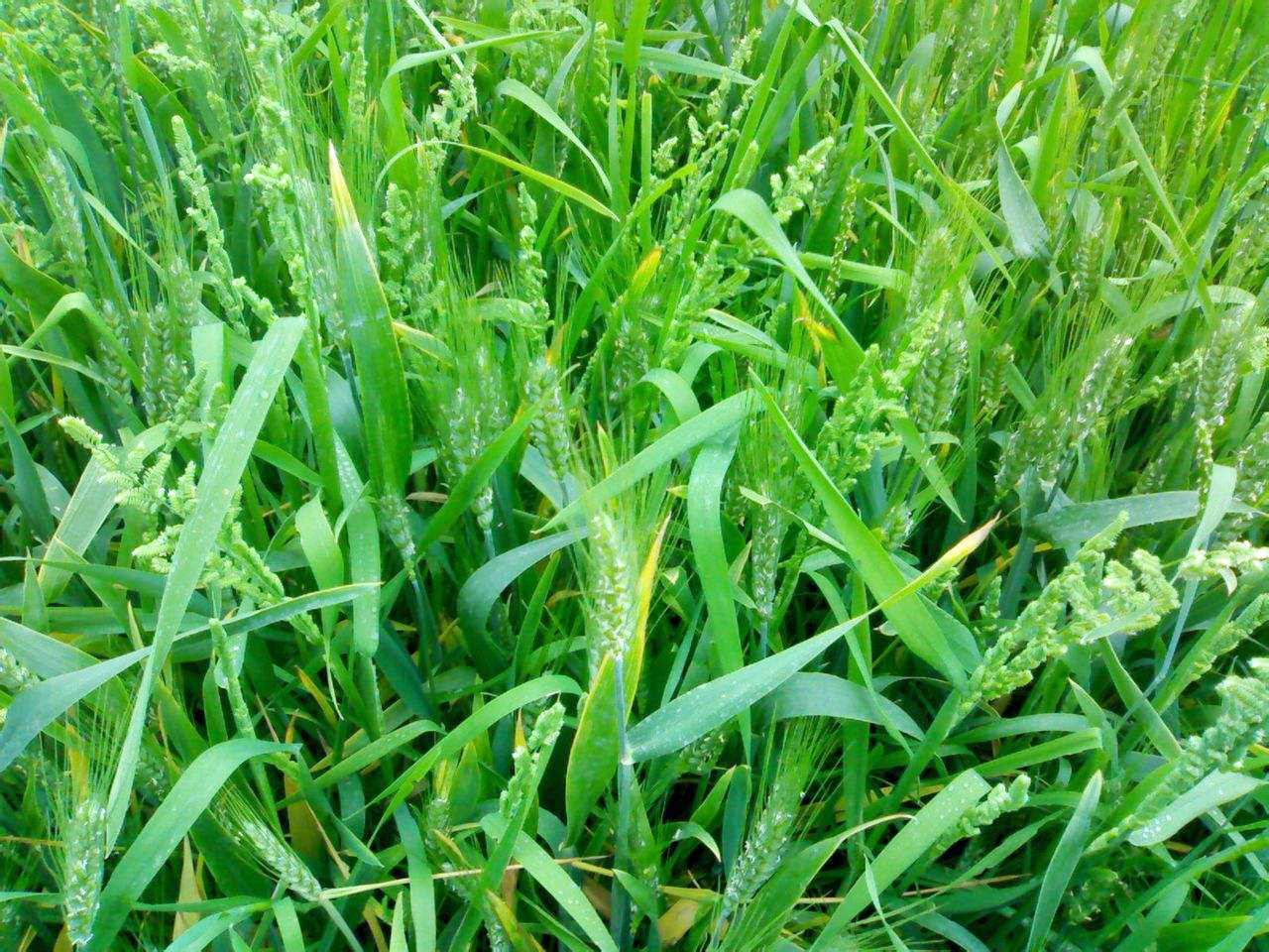 农村油菜田里的小麦,常被农民当害草除掉,却是治胃病良药
