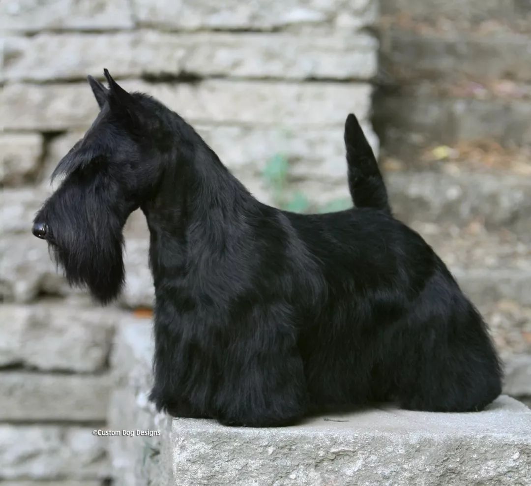 苏格兰梗犬标准图片