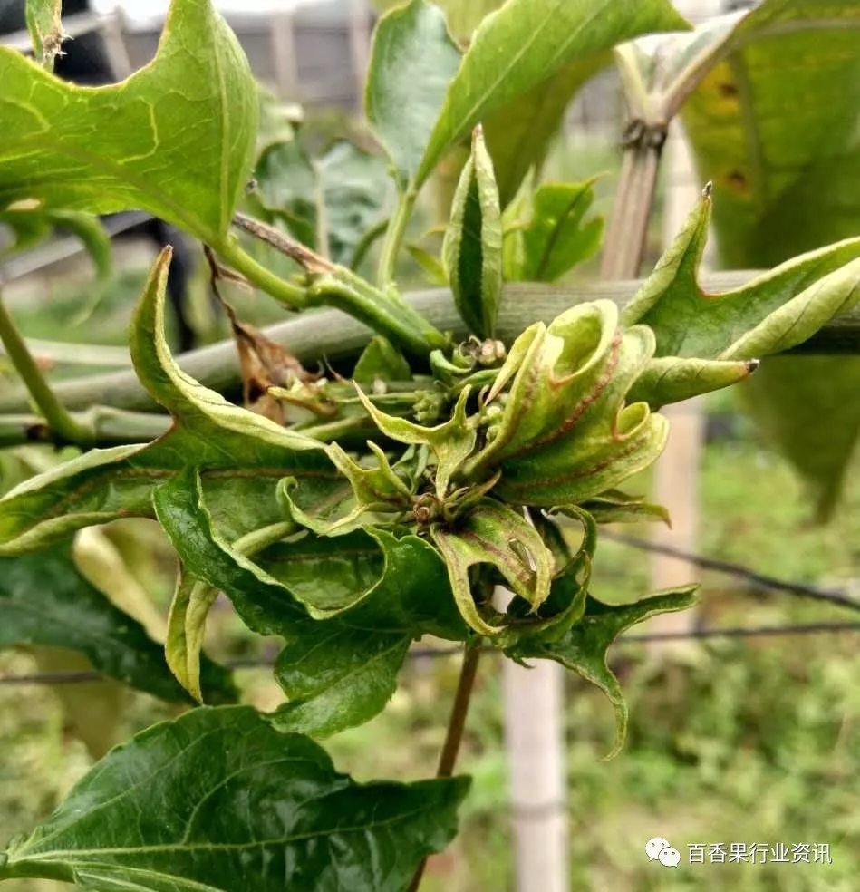 百香果用药要注意药害损失大