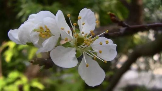 杏花,桃花,梨花,李花,樱花 傻傻分不清?学学吧!