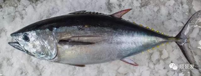 800斤蓝鳍金枪鱼图片