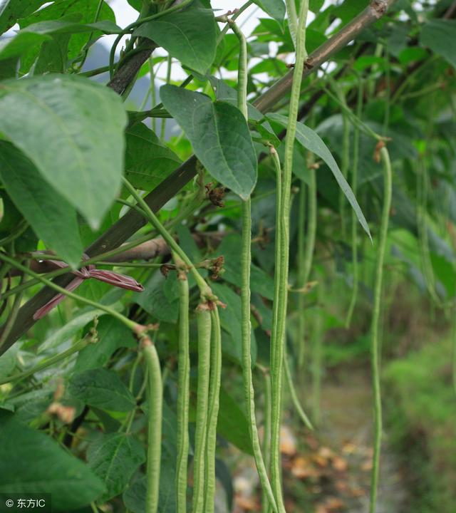 豆角老了以後會有筋,影響口感,不再脆嫩新鮮.