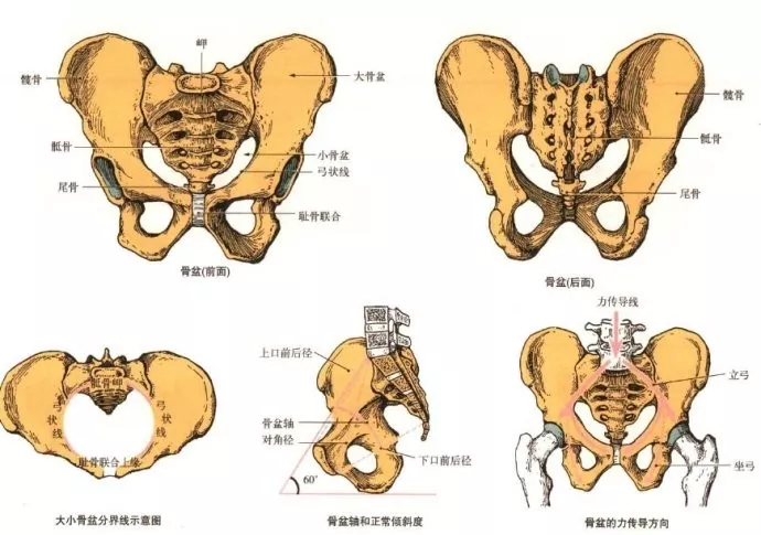 骨盆人体脊椎的地基