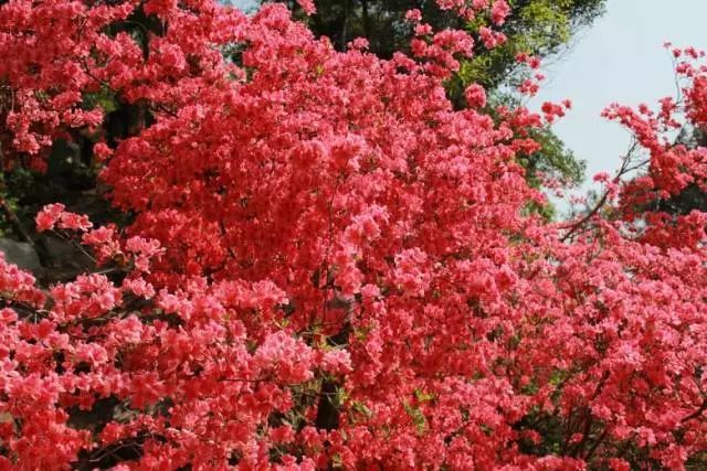 富阳代表花图片