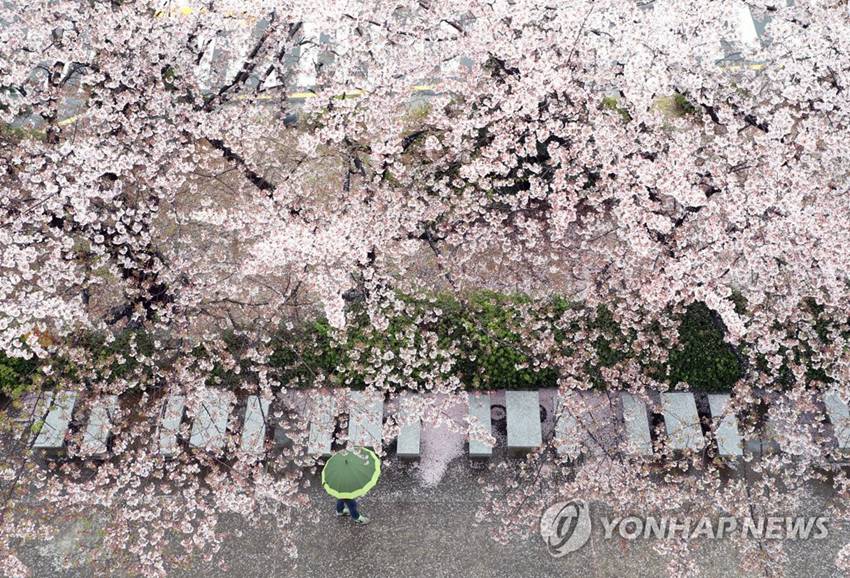 4月6日,在韓國釜山釜慶大學龍塘校區,春雨紛紛,櫻花飄落.