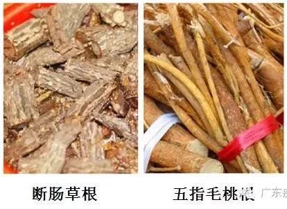 常常纏繞和混雜在其它植物中,它的根部外觀與煲湯藥材五指毛桃十分