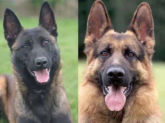 警犬界宠儿马犬与德国牧羊犬之间的差异