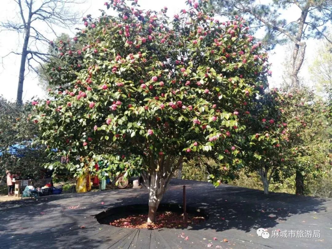 麻城五腦山茶花,杜鵑齊爭豔,第六屆湖北·麻城茶花文化旅遊節如火如荼