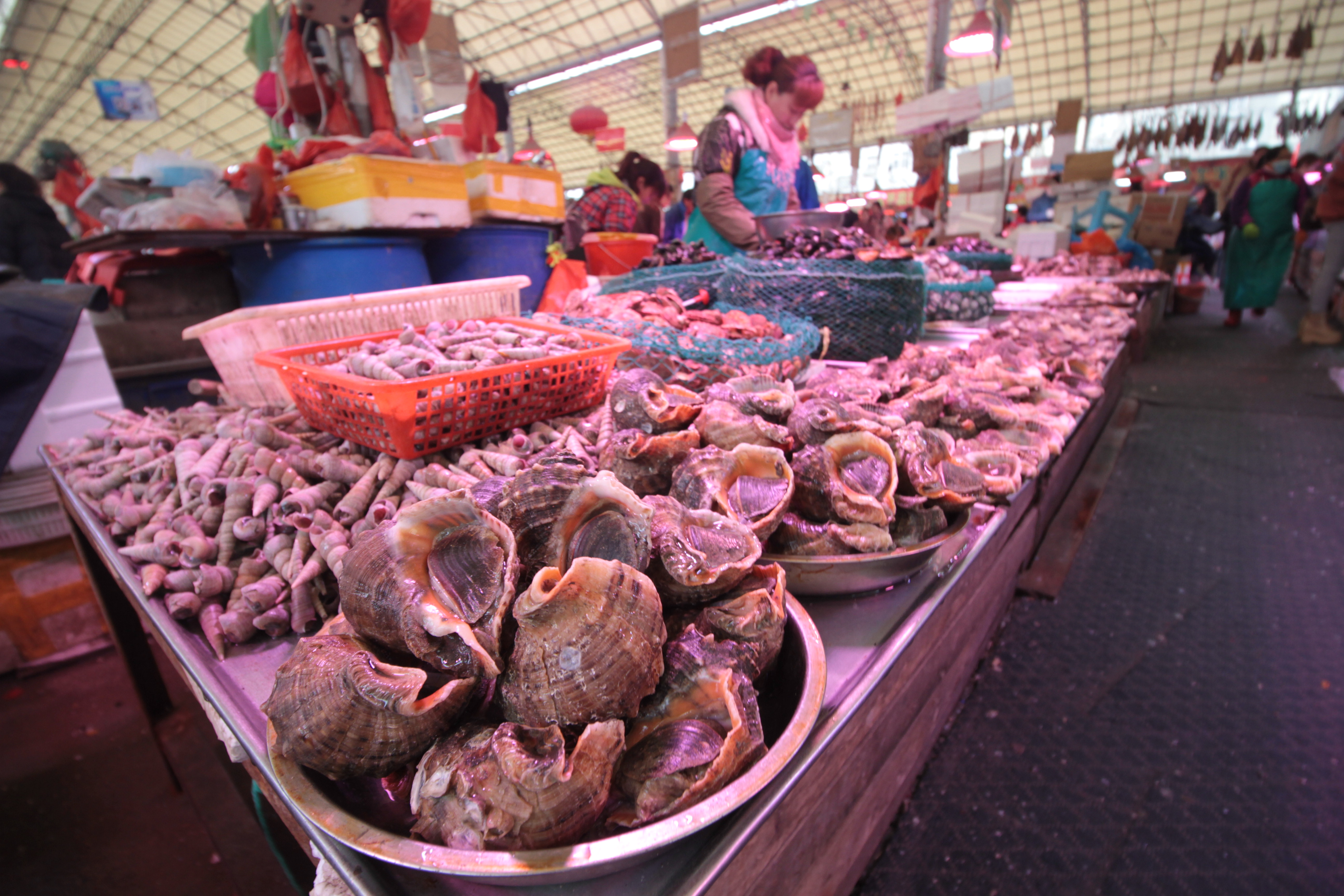 图为新鲜上市的海螺最近几天,青岛海鲜市场异常红火,海螺,海虹,海蛎子