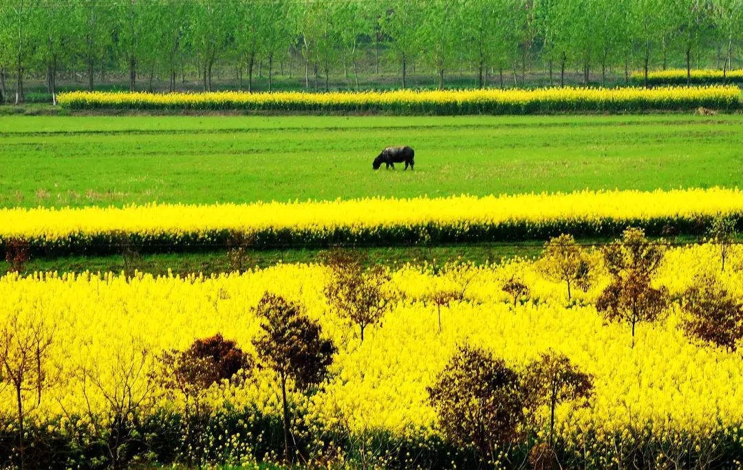 最全安徽省油菜花賞花地這個春天你不能沒有他