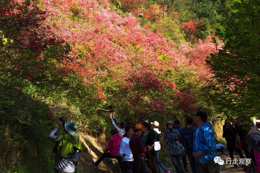 万株杜鹃花开满山歙县紫金山高清组图带你看尽漫山遍野映山红