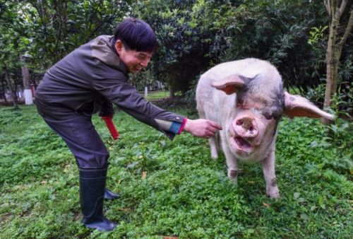 汶川地震的《豬堅強》現在怎麼樣了?