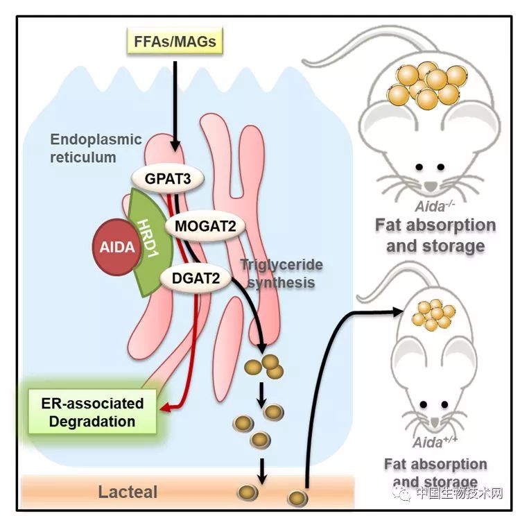 圖. aida介導的內質網降解途徑通過抑制膳食脂肪吸收而抵禦肥胖模式圖