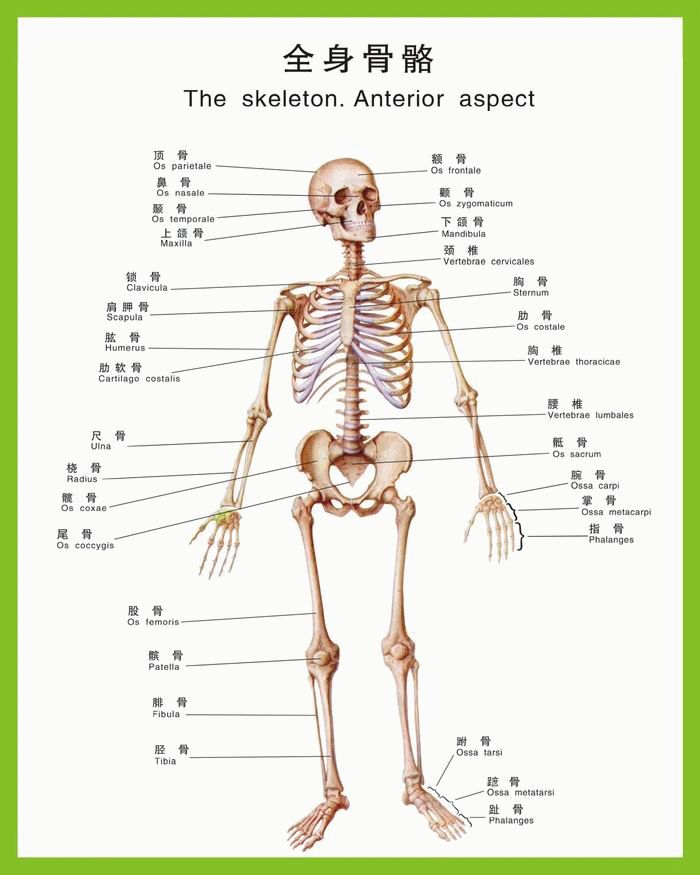 我们先来看看下图,可以帮助您对人类的骨骼结构有一个大概的了解