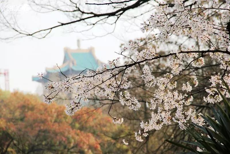 武汉大学校园多为中西合璧的建筑,和绿树成荫的珞珈山将樱花映衬得分