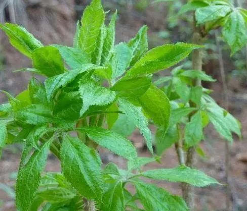 把各類野花野菜做成餐桌上的美味佳餚,並且很多鮮花,野菜具有不同功效