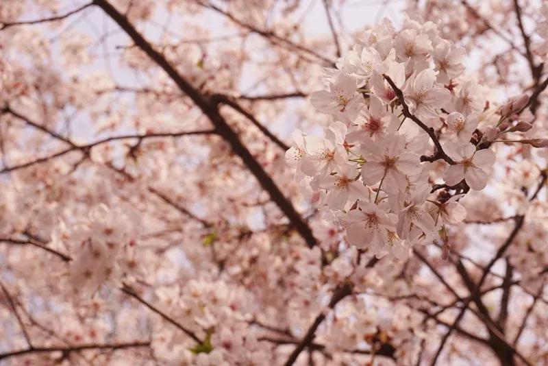 開放時間參考 花期:3月,僅13—20天 區域:武漢大學的櫻園及櫻花大道