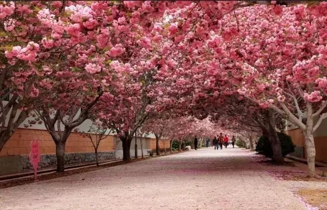 青岛樱花小镇图片