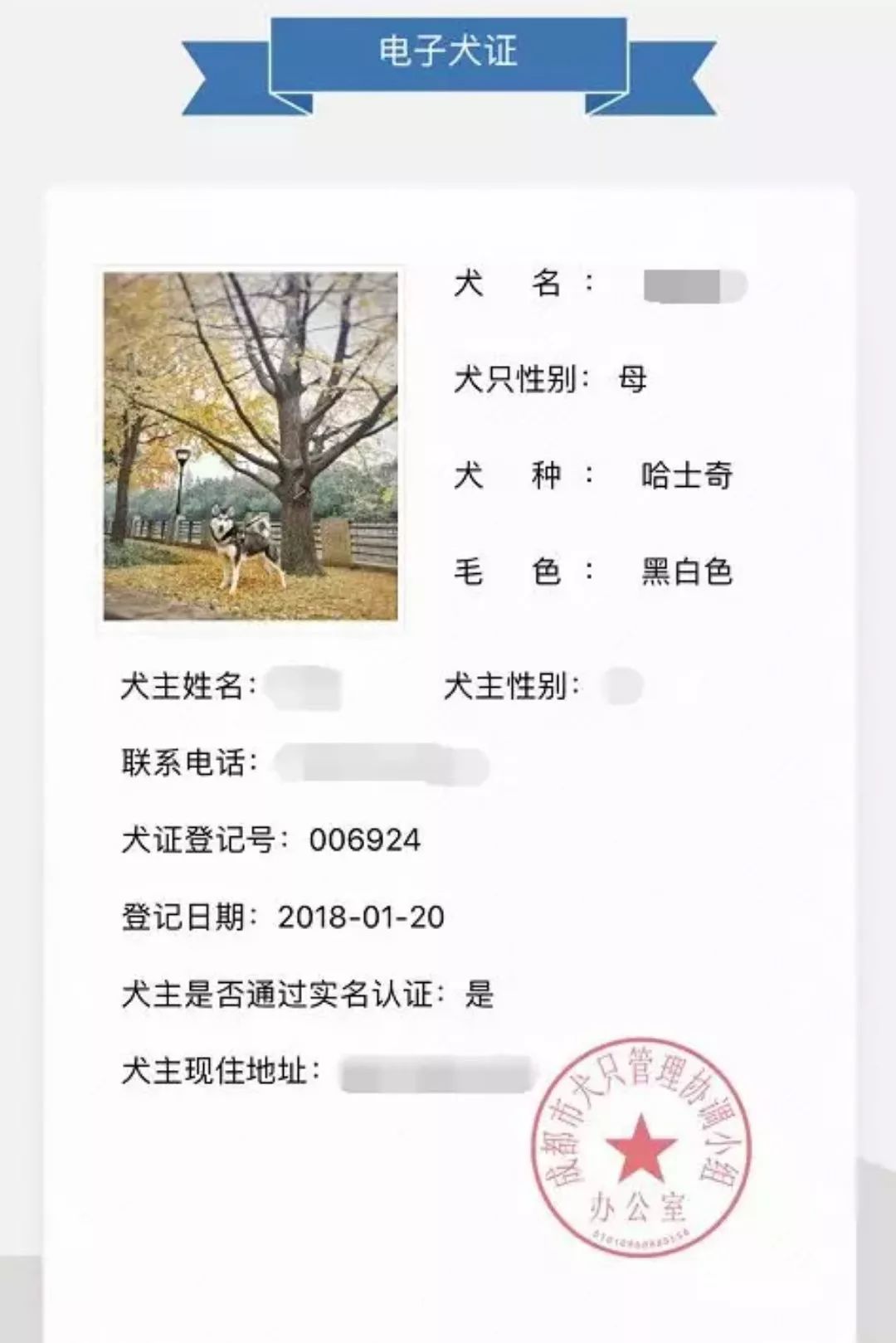 (洋气的电子犬证)此外,公众号上还可以查询办理进度,查询成都市