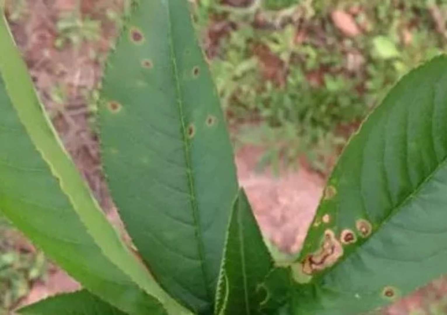 桃樹細菌性穿孔病使用生物殺菌劑三次控制住了